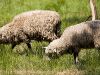 Pokazowe Owce Pasterskie